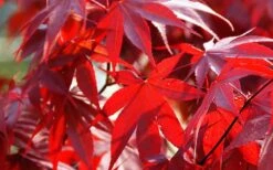Fireglow Red Leaf Japanese Maple - 5 Gallon Pot (4-4.5') -Outlet Drip Mingle Store Picture Japanese Maple Fireglow 2 4