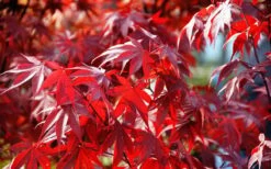 Fireglow Red Leaf Japanese Maple - 5 Gallon Pot (4.5-5.5') -Outlet Drip Mingle Store Picture Japanese Maple Fireglow 3