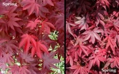 Red 'N Summer Japanese Maple - Acer Palmatum 'Hefner's Red' - 1 Gallon Pot -Outlet Drip Mingle Store Picture Japanese Maple Hefners Red Spring 1