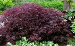 Red Dragon Dwarf Japanese Maple - 5 Gallon Pot -Outlet Drip Mingle Store Picture Japanese Maple Red Dragon