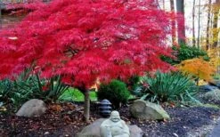 Red Dragon Dwarf Japanese Maple - 1 Gallon Pot -Outlet Drip Mingle Store Picture Japanese Maple Red Dragon 4 3