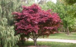 Red Japanese Maple - Acer Palmatum 'Atropurpureum' - 1 Gallon Pot -Outlet Drip Mingle Store Picture Japanese Maple Red Leaf