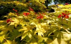 Summer Gold Japanese Maple - 1 Gallon Pot 11 Summer Gold Japanese Maple - 1 Gallon Pot -Outlet Drip Mingle Store Picture Japanese Maple Summer Gold 8
