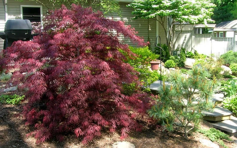 Tamukeyama Dwarf Red Japanese Maple (High Graft Tree Form)- 3 Gallon Pot 7 Tamukeyama Dwarf Red Japanese Maple (High Graft Tree Form)- 3 Gallon Pot - Image 5