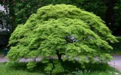 Viridis Dwarf Green Japanese Maple - 1 Gallon Pot -Outlet Drip Mingle Store Picture Japanese Maple Viridis 1