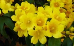 Butterscotch Yellow Jasmine (Jessamine) Gelsemium Sempervirens - 3 Gallon Pot -Outlet Drip Mingle Store Picture Jasmine Butterscotch 2 1