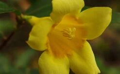 Butterscotch Yellow Jasmine (Jessamine) - Gelsemium Sempervirens - 1 Gallon Pot -Outlet Drip Mingle Store Picture Jasmine Butterscotch 4