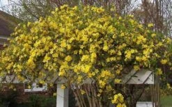 Butterscotch Yellow Jasmine (Jessamine) Gelsemium Sempervirens - 3 Gallon Pot -Outlet Drip Mingle Store Picture Jasmine Butterscotch Jessamine 3 1
