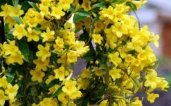 Carolina Yellow Jasmine (Jessamine) Gelsemium Sempervirens - 1 Gallon Pot 13 Carolina Yellow Jasmine (Jessamine) Gelsemium Sempervirens - 1 Gallon Pot -Outlet Drip Mingle Store Picture Jasmine Carolina 6