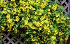 Carolina Yellow Jasmine (Jessamine) Gelsemium Sempervirens - 3 Gallon Pot -Outlet Drip Mingle Store Picture Jasmine Carolina 7 1