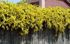 Carolina Yellow Jasmine (Jessamine) Gelsemium Sempervirens - 3 Gallon Pot -Outlet Drip Mingle Store Picture Jasmine Carolina On Fence 1