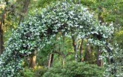 Star Jasmine Vine (Trachelospermum Jasminoides) - 1 Gallon Pot -Outlet Drip Mingle Store Picture Jasmine Confederate On Arch 2
