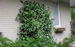 Confederate Jasmine Vine (Trachelospermum Jasminoides) - 1 Gallon Pot -Outlet Drip Mingle Store Picture Jasmine Confederate On Trellis
