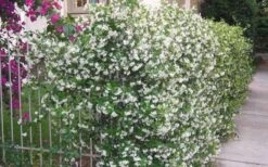 Confederate Jasmine Vine (Trachelospermum Jasminoides) - 1 Gallon Pot -Outlet Drip Mingle Store Picture Jasmine Confederate Vine 1