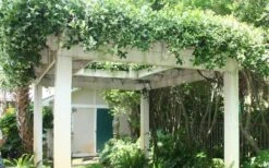 Confederate Jasmine Vine (Trachelospermum Jasminoides) - 1 Gallon Pot -Outlet Drip Mingle Store Picture Jasmine Confederate Vine 2