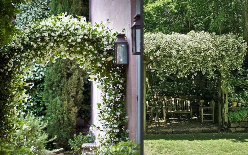 Madison Confederate Jasmine - 6 Pack Of 1 Gallon Pots 8 Madison Confederate Jasmine - 6 Pack Of 1 Gallon Pots - Image 6