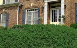 Blue Pacific Juniper - 6-Pack Of 1 Gallon Pots 16 Blue Pacific Juniper - 6-Pack Of 1 Gallon Pots -Outlet Drip Mingle Store Picture Juniper Blue Pacific Hill