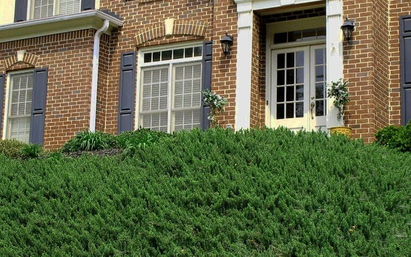 Blue Pacific Juniper - 6-Pack Of 1 Gallon Pots 9 Blue Pacific Juniper - 6-Pack Of 1 Gallon Pots - Image 7