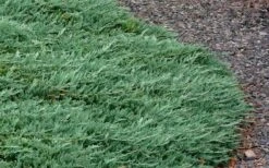 Blue Rug Juniper - 6-Pack Of 1 Gallon Pots 15 Blue Rug Juniper - 6-Pack Of 1 Gallon Pots -Outlet Drip Mingle Store Picture Juniper Blue Rug 3