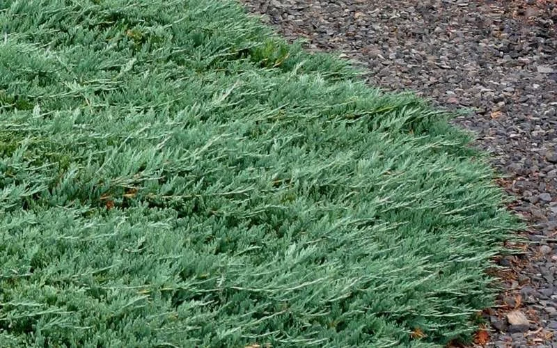 Blue Rug Juniper - 6-Pack Of 1 Gallon Pots 9 Blue Rug Juniper - 6-Pack Of 1 Gallon Pots - Image 7