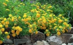 New Gold Hardy Lantana - 5 Pack Of Quart Pots 13 New Gold Hardy Lantana - 5 Pack Of Quart Pots -Outlet Drip Mingle Store Picture Lantana Trailing New Gold 2 2