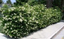 Wavy Leaf Ligustrum Recurvifolium - 1 Gallon Pot -Outlet Drip Mingle Store Picture Ligustrum Wavy Leaf Hedge