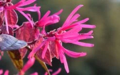 Purple Pixie Loropetalum - 2 Gallon Pot -Outlet Drip Mingle Store Picture Loropetalum Purple Pixie Flower 2