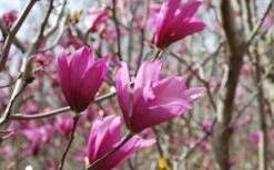 Ann Magnolia Tulip Tree - 2 Gallon Pot -Outlet Drip Mingle Store Picture Magnolia Ann 1 2