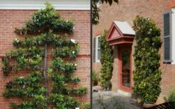 Little Gem Dwarf Southern Magnolia - 3 Gallon Pot (1.5-2.5') -Outlet Drip Mingle Store Picture Magnolia Little Gem Espalier 2