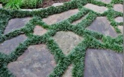 Dwarf Mondo Grass - 32 Pack Of 2.5" Pots -Outlet Drip Mingle Store Picture Mondo Grass Dwarf 6