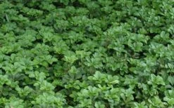 Pachysandra - Japanese Spurge - 18 Count Flat Of Pint Pots -Outlet Drip Mingle Store Picture Pachysandra 2