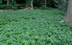 Pachysandra - Japanese Spurge - 18 Count Flat Of Pint Pots -Outlet Drip Mingle Store Picture Pachysandra 3