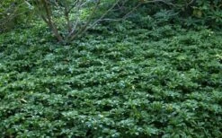 Pachysandra - Japanese Spurge - 18 Count Flat Of Pint Pots -Outlet Drip Mingle Store Picture Pachysandra 4