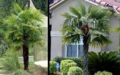Windmill Cold Hardy Palm Tree - 2 Gallon Pot -Outlet Drip Mingle Store Picture Palm Windmill 3 2