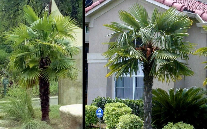 Windmill Cold Hardy Palm Tree - 1 Gallon Pot 7 Windmill Cold Hardy Palm Tree - 1 Gallon Pot - Image 5