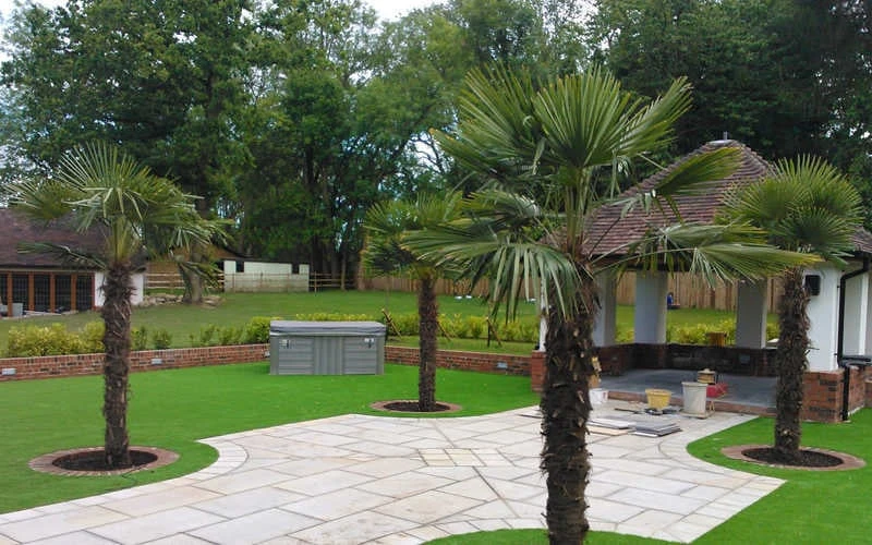 Windmill Cold Hardy Palm Tree - 1 Gallon Pot 8 Windmill Cold Hardy Palm Tree - 1 Gallon Pot - Image 6