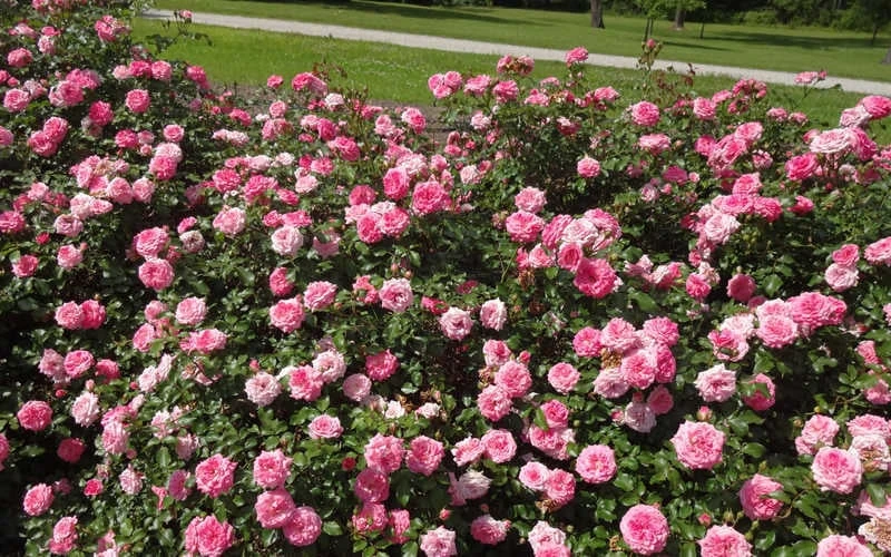 Sweet Drift Groundcover Rose - 3 Gallon Pot 7 Sweet Drift Groundcover Rose - 3 Gallon Pot - Image 5