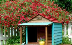 Red Cascade Miniature Climbing Rose - 2.5 Quart Pot -Outlet Drip Mingle Store Picture Rose Red Cascade 1