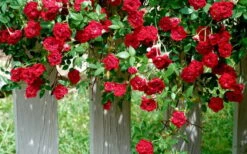 Red Cascade Miniature Climbing Rose - 2.5 Quart Pot -Outlet Drip Mingle Store Picture Rose Red Cascade 11