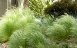 Pony Tails Mexican Feather Grass - Stipa Tennuissima - 6 Pack Of 1 Gallon Pots -Outlet Drip Mingle Store Picture Stipa Tenuissima 7