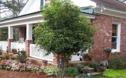 Fragrant White Tea Olive - 7 Gallon Pot (3-4') 13 Fragrant White Tea Olive - 7 Gallon Pot (3-4') -Outlet Drip Mingle Store Picture Tea Olive Tree 2