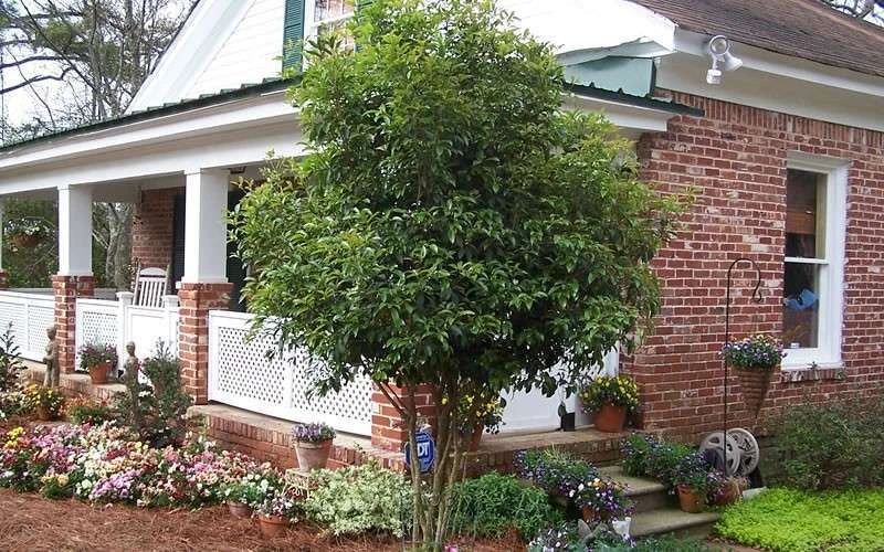 Fragrant White Tea Olive - 7 Gallon Pot (3-4') 8 Fragrant White Tea Olive - 7 Gallon Pot (3-4') - Image 6