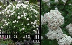 Fragrant Snowball Viburnum Carlecephalum - 3 Gallon Pot -Outlet Drip Mingle Store Picture Viburnum Fragrant Snowball 4