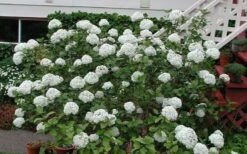 Fragrant Snowball Viburnum Carlecephalum - 3 Gallon Pot -Outlet Drip Mingle Store Picture Viburnum Fragrant Snowball Carlcephalum 2