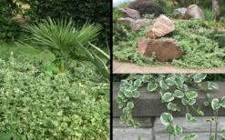 Variegated Bigleaf Periwinkle - Vinca Major 'Variegata' - 10 Pack Of Pint Pots -Outlet Drip Mingle Store Picture Vinca Major Variegated 6