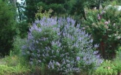 Blue Chaste Tree - Vitex Agnus-castus - 1 Gallon Pot -Outlet Drip Mingle Store Picture Vitex Chaste Tree 4 1