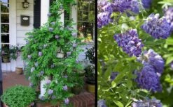 Amethyst Falls Wisteria Vine - 5 Gallon Pot -Outlet Drip Mingle Store Picture Wisteria Amethyst Falls 2