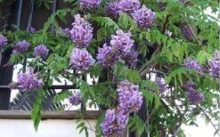 Amethyst Falls Wisteria Vine - 5 Gallon Pot -Outlet Drip Mingle Store Picture Wisteria Amethyst Falls Vine 1