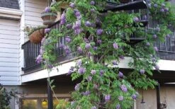 Amethyst Falls Wisteria Vine - 3 Gallon Pot -Outlet Drip Mingle Store Picture Wisteria Amethyst Falls Vine 2