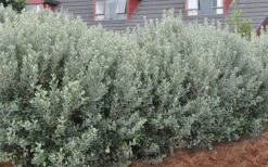 Bambina Dwarf Pineapple Guava (Feijoa Sellowiana ' Tharfiona') - 3 Gallon Pot 13 Bambina Dwarf Pineapple Guava (Feijoa Sellowiana ' Tharfiona') - 3 Gallon Pot -Outlet Drip Mingle Store Pineapple Guava Hedge 1